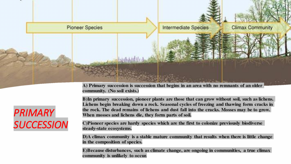 Primary vs. Secondary Succession: A Tale of Ecological Rebirth - The ...