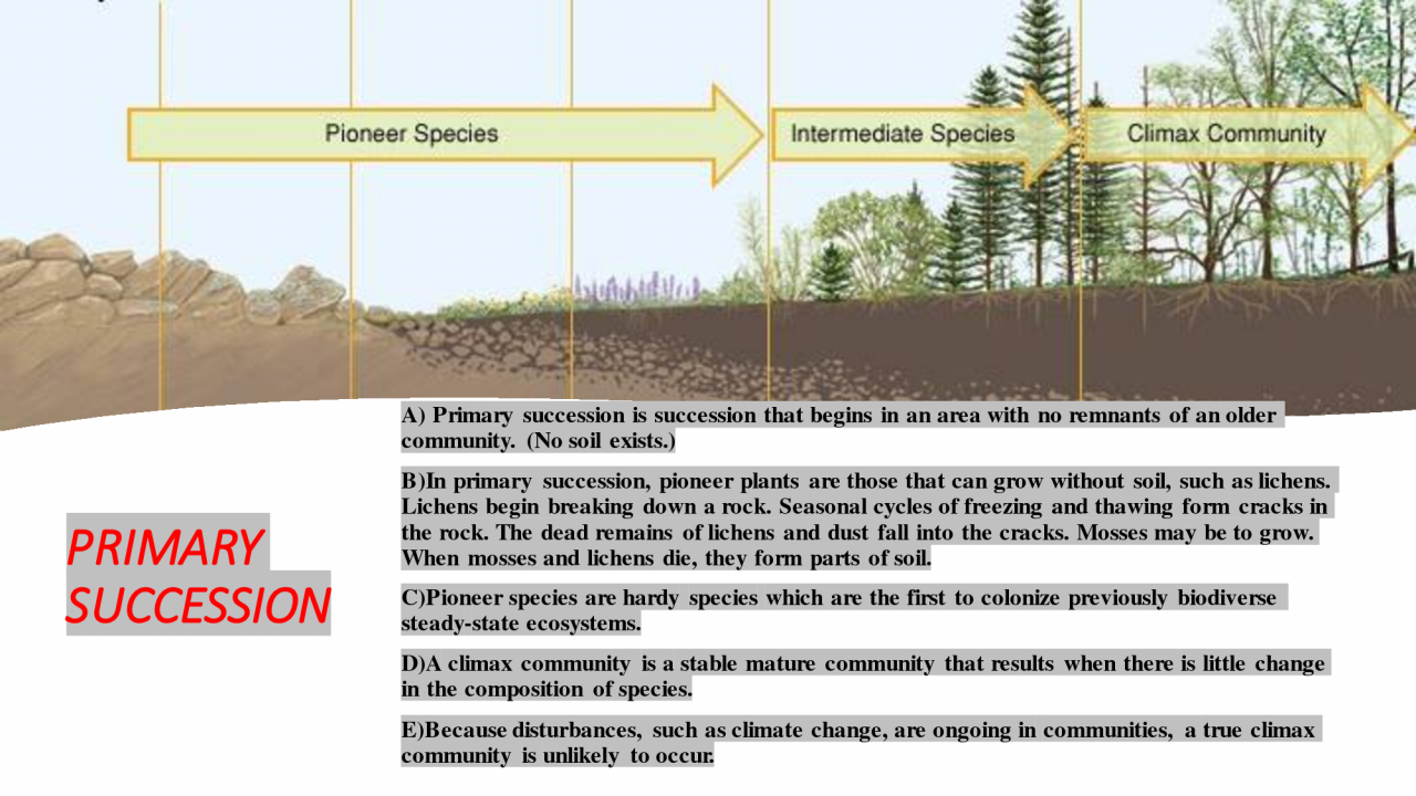 What is the difference between primary succession and secondary succession