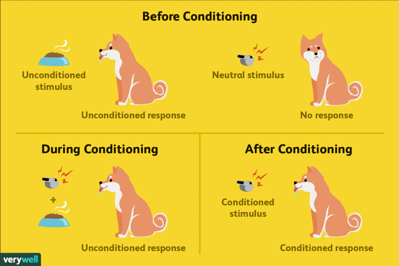 Classical conditioning is most successful when the neutral stimulus begins