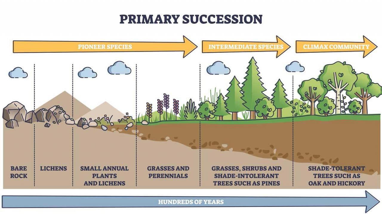 What is the difference between primary succession and secondary succession