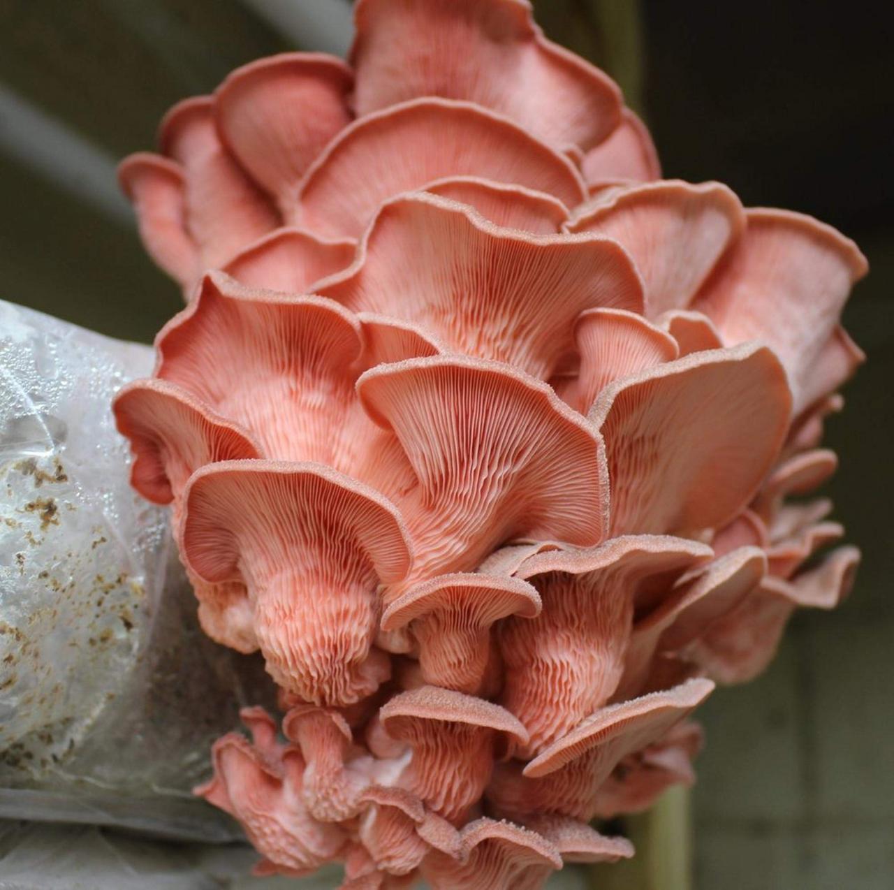 Pink oyster mushroom recipe