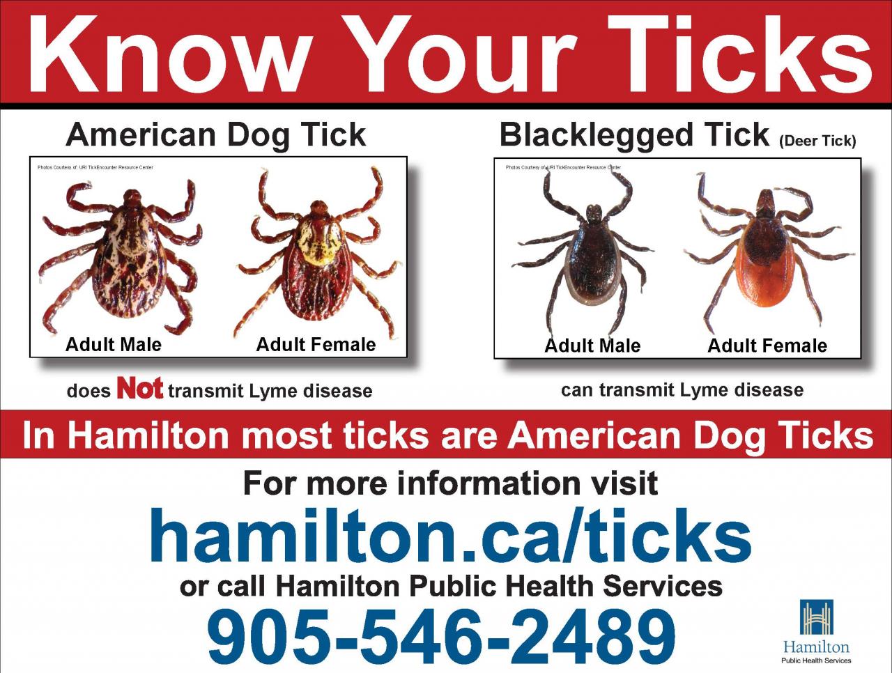 Do Wood Ticks Carry Lyme Disease? Here’s What You Need to Know