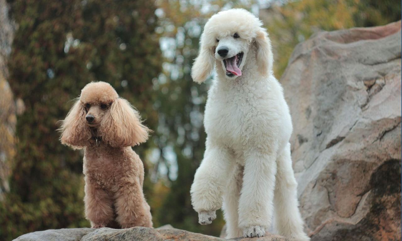 Poodle pettime poodles