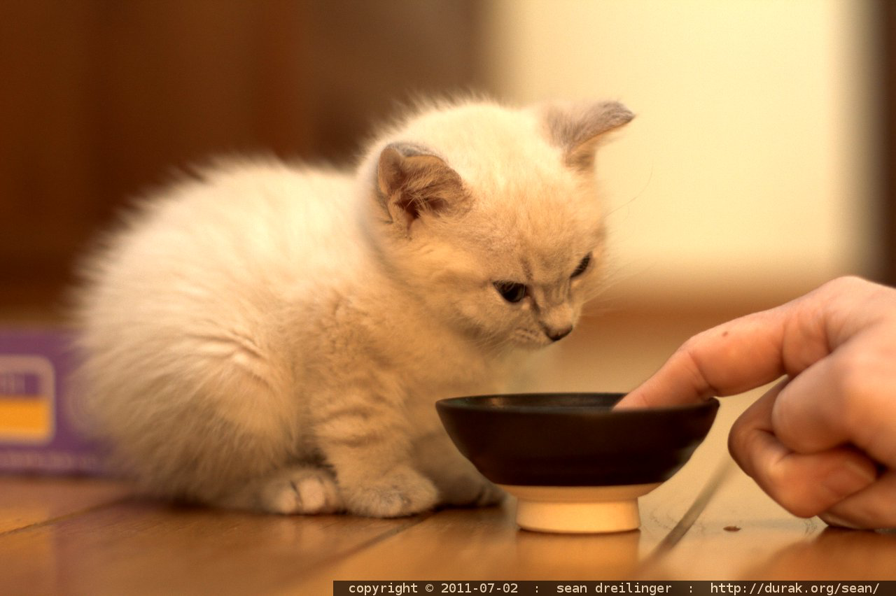 When do kittens start drinking water and eating food