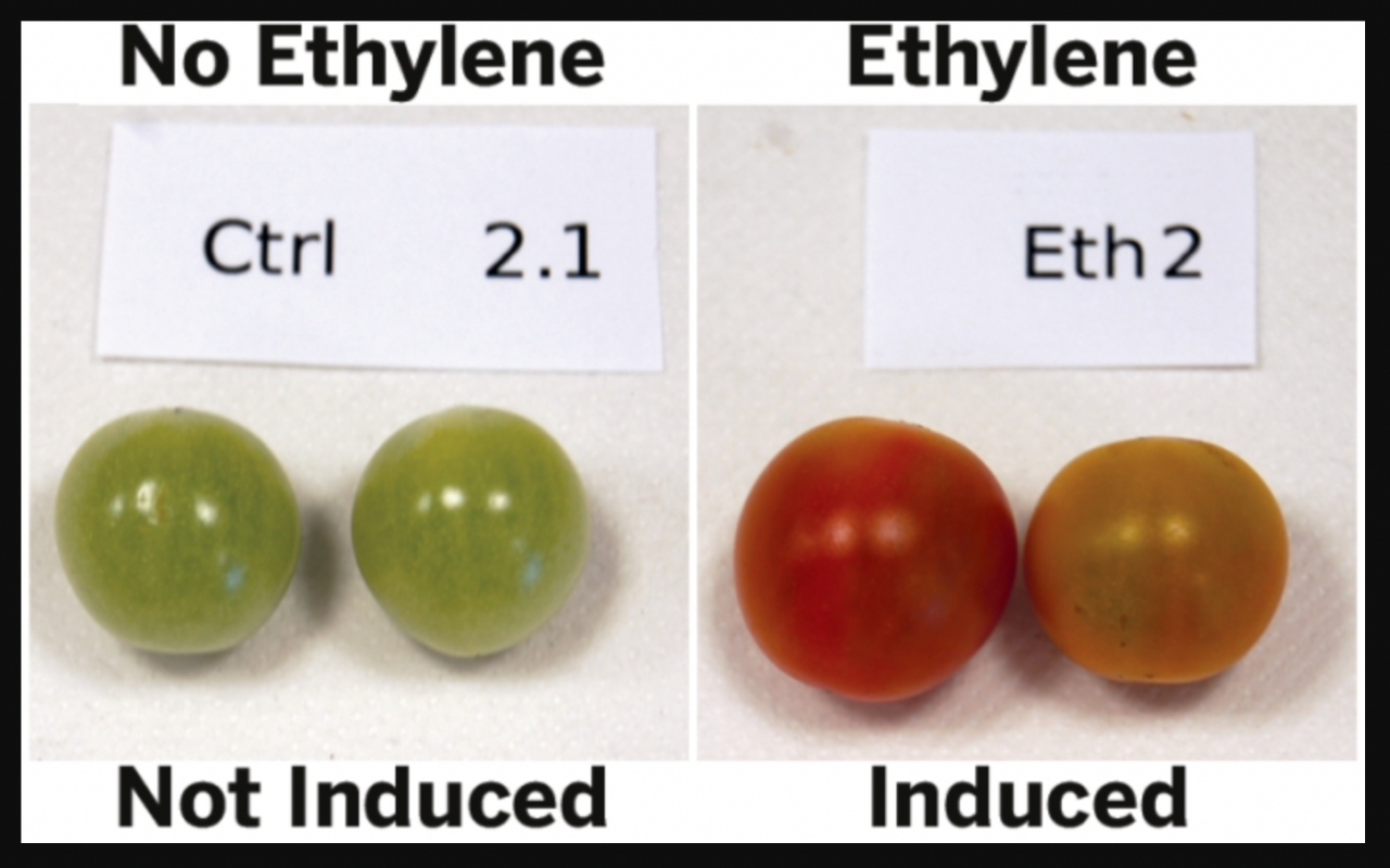 Gas fruit ripe emits ethylene tomatoes will unripe help ripens act which sealed tomato thus ripen placed bag them green