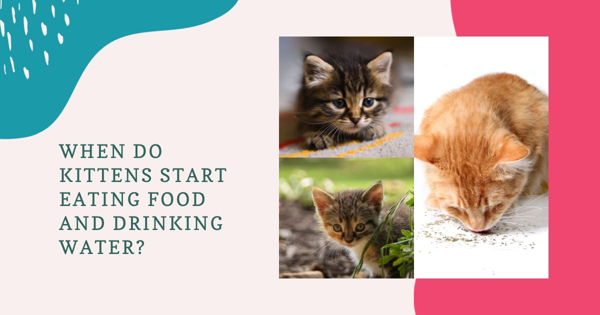 When do kittens start drinking water and eating food