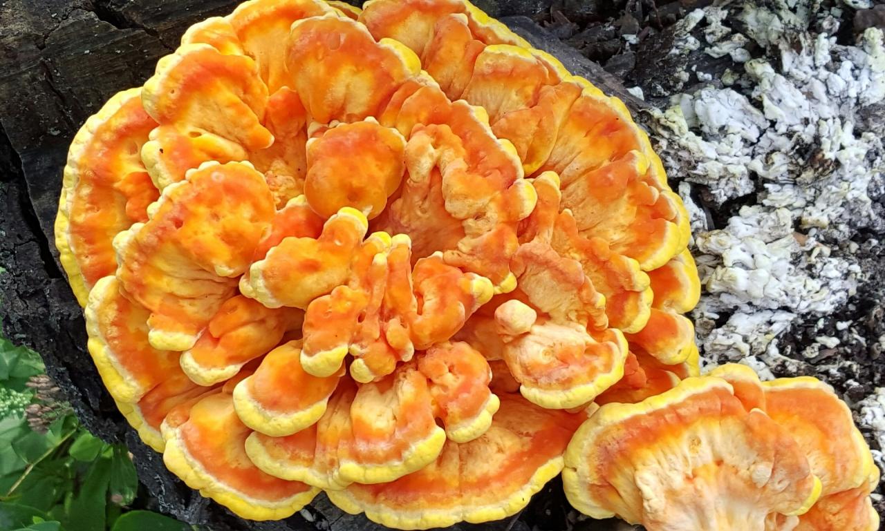 Recipes for chicken of the woods