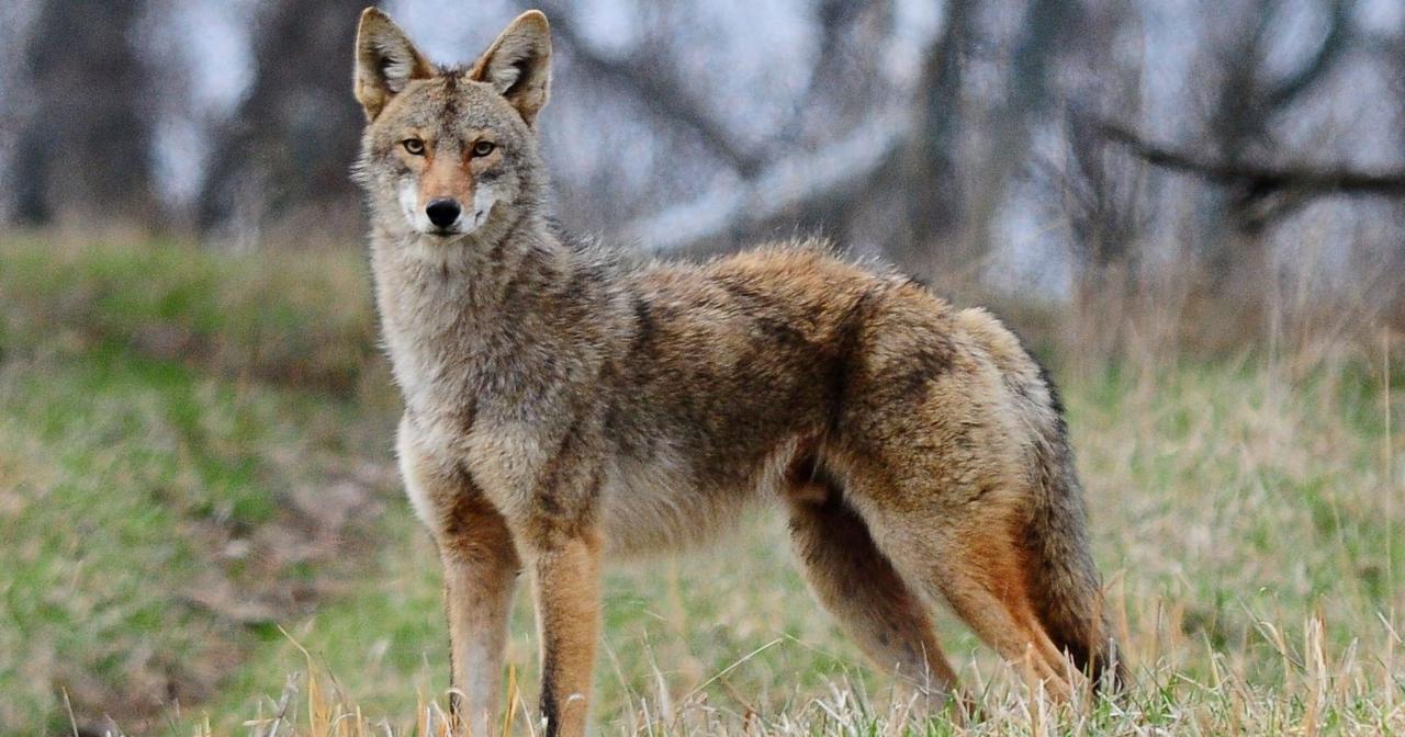 Coyotes: Unveiling the Adaptable Survivors of North America