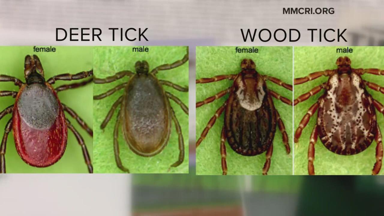 Wood tick vs deer tick