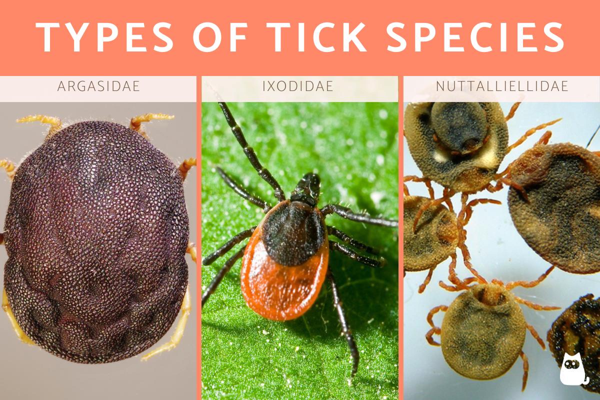 Different types of ticks