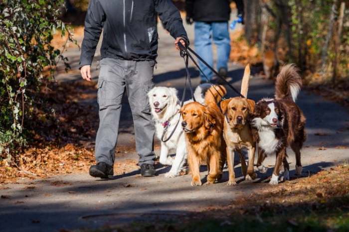 Dog walking for extra income