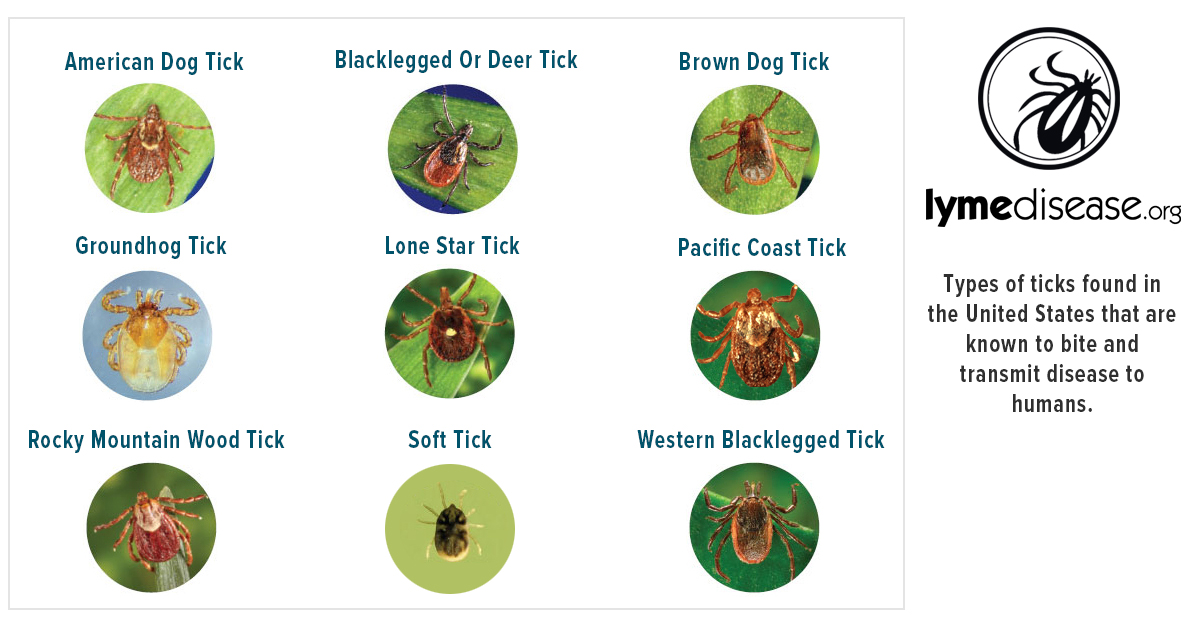 Different types of ticks