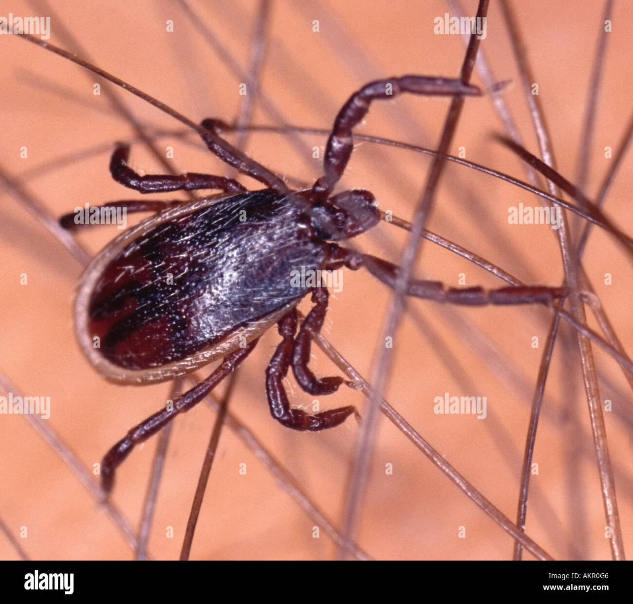 Western Black-Legged Tick: A Tiny Menace with Big Consequences