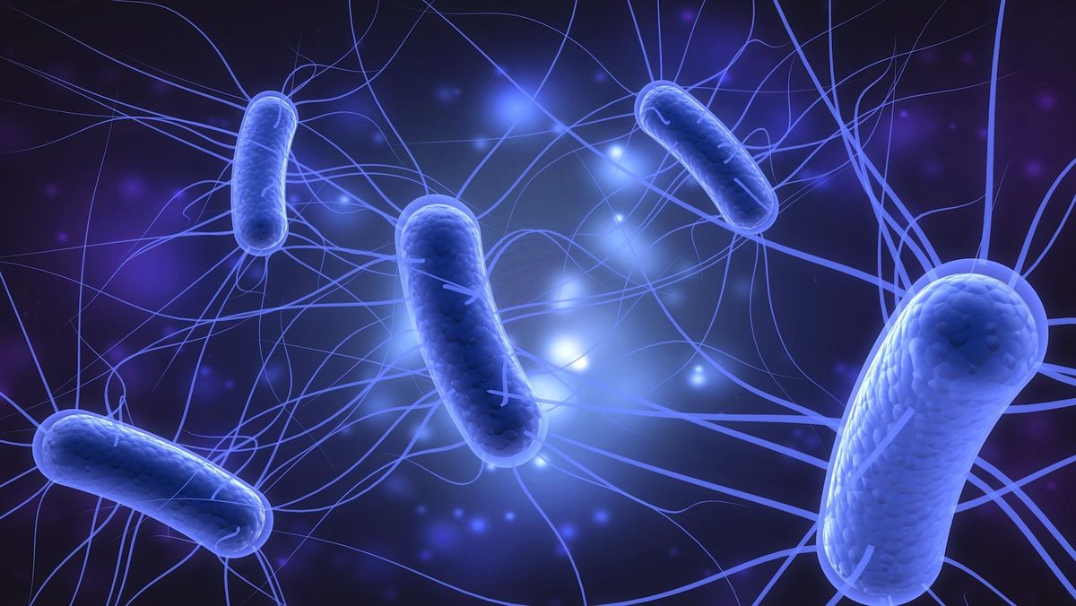 What is E. coli: An Overview of the Bacterium and Its Significance