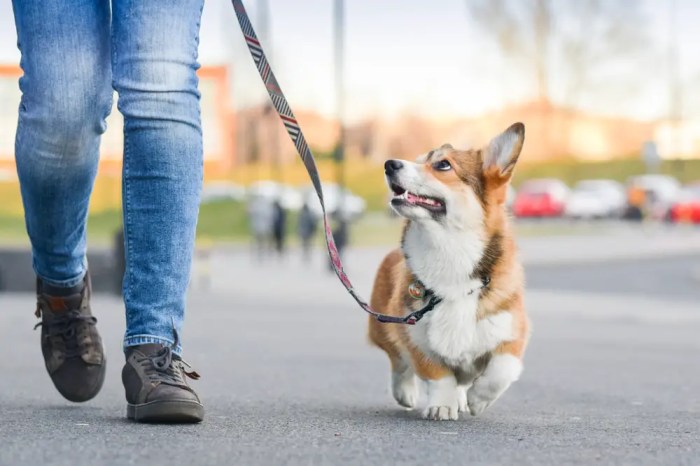 Dog walking for extra income