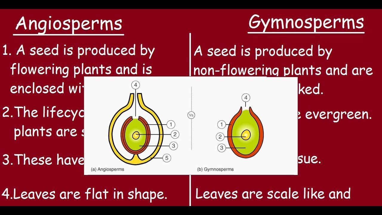 How have fruits contributed to the success of angiosperms