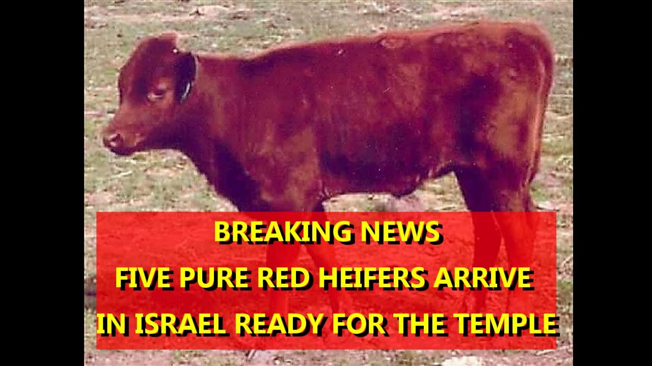 Red heifers israel