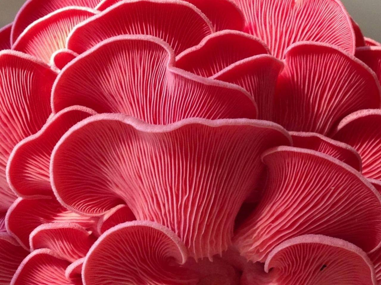 Pink Oyster Mushroom Recipes: A Culinary Adventure