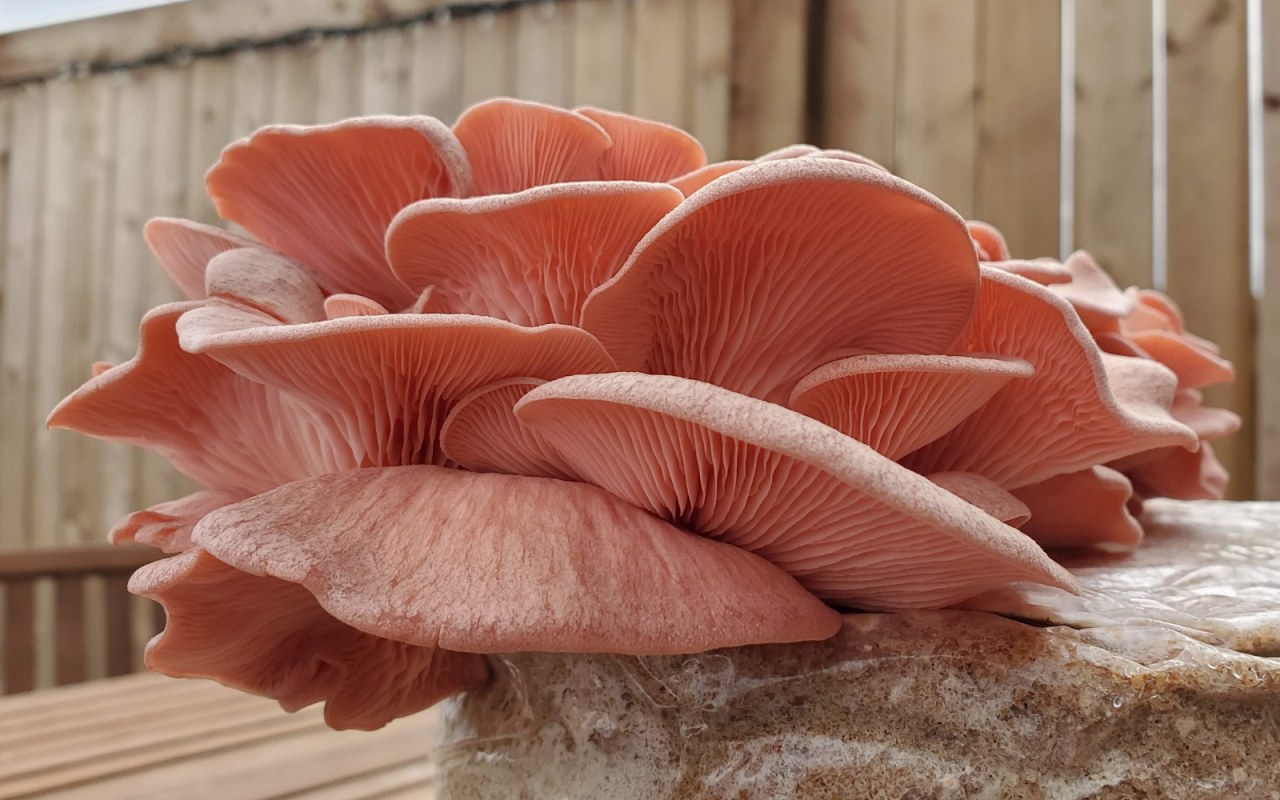 Pink oyster mushroom recipe