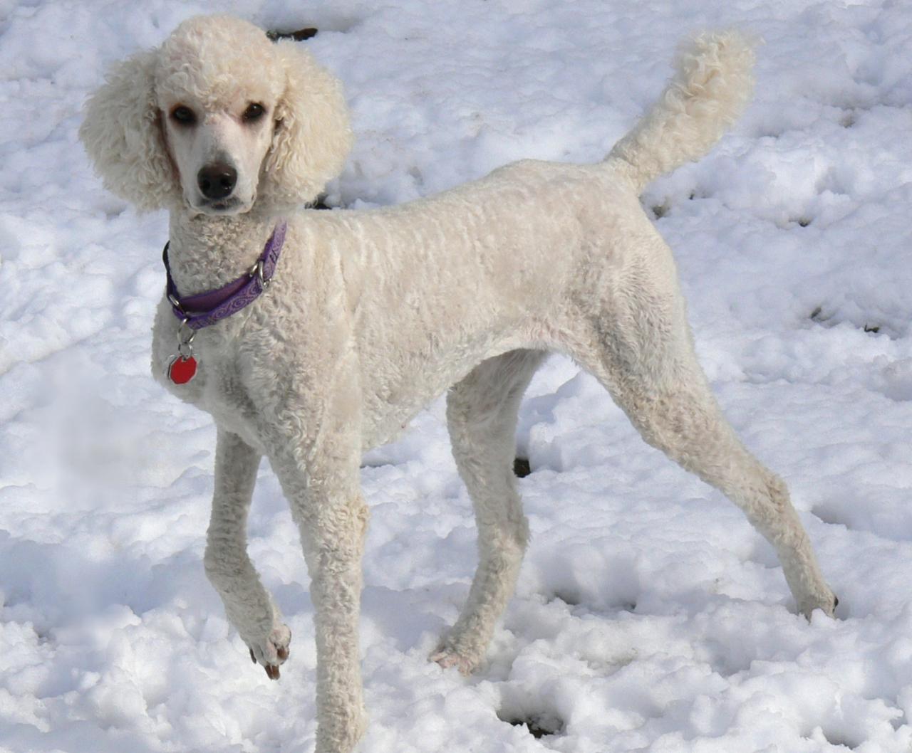 Poodle Definition: Unveiling the Breed's Origin, Characteristics, and ...