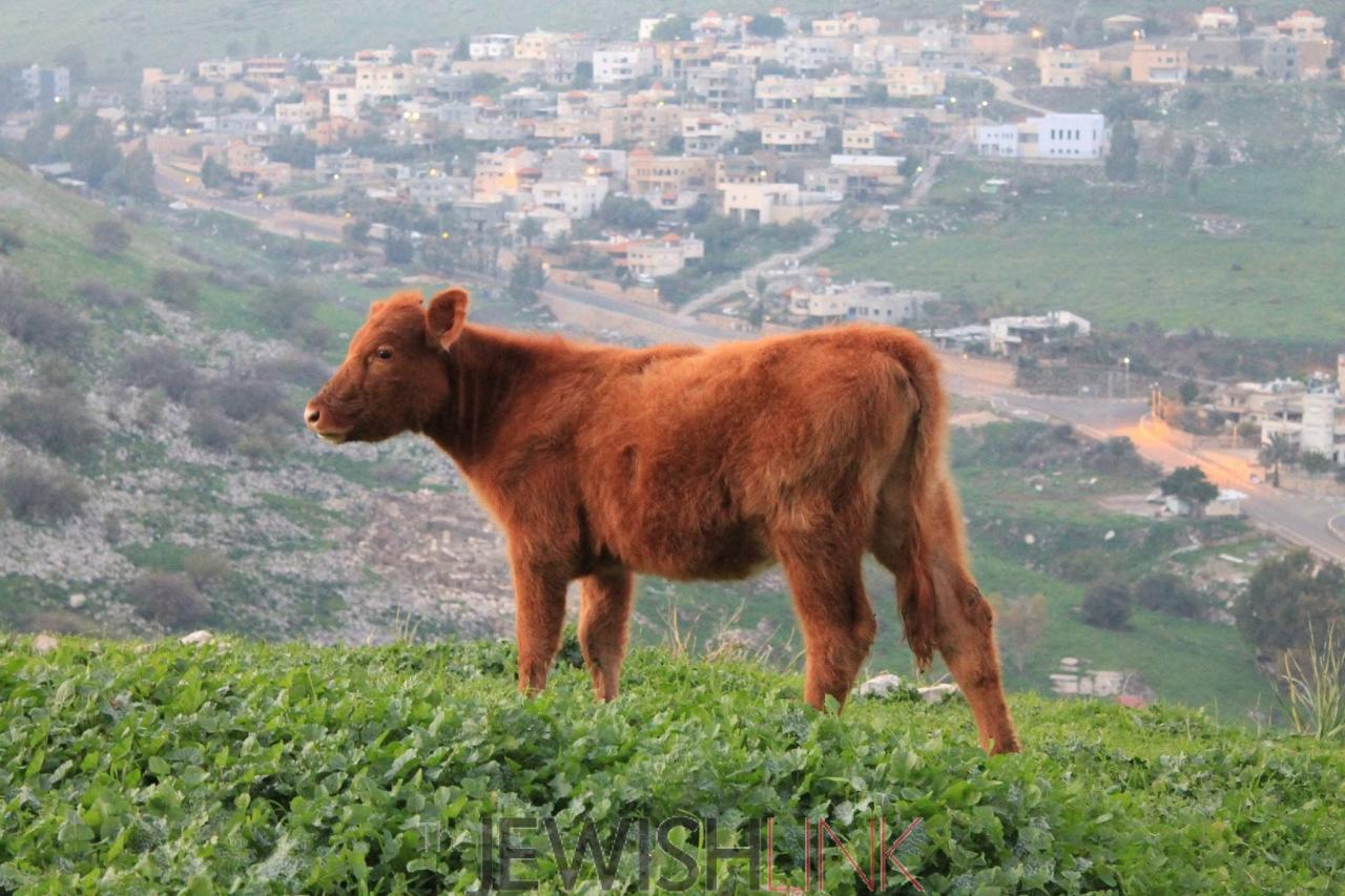 Red heifers israel