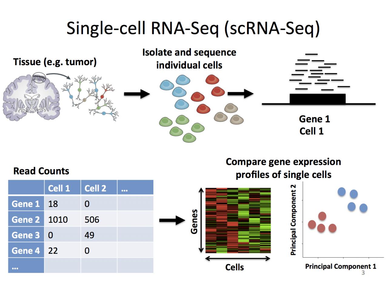 Single cell rna-seq analysis in r tutorial