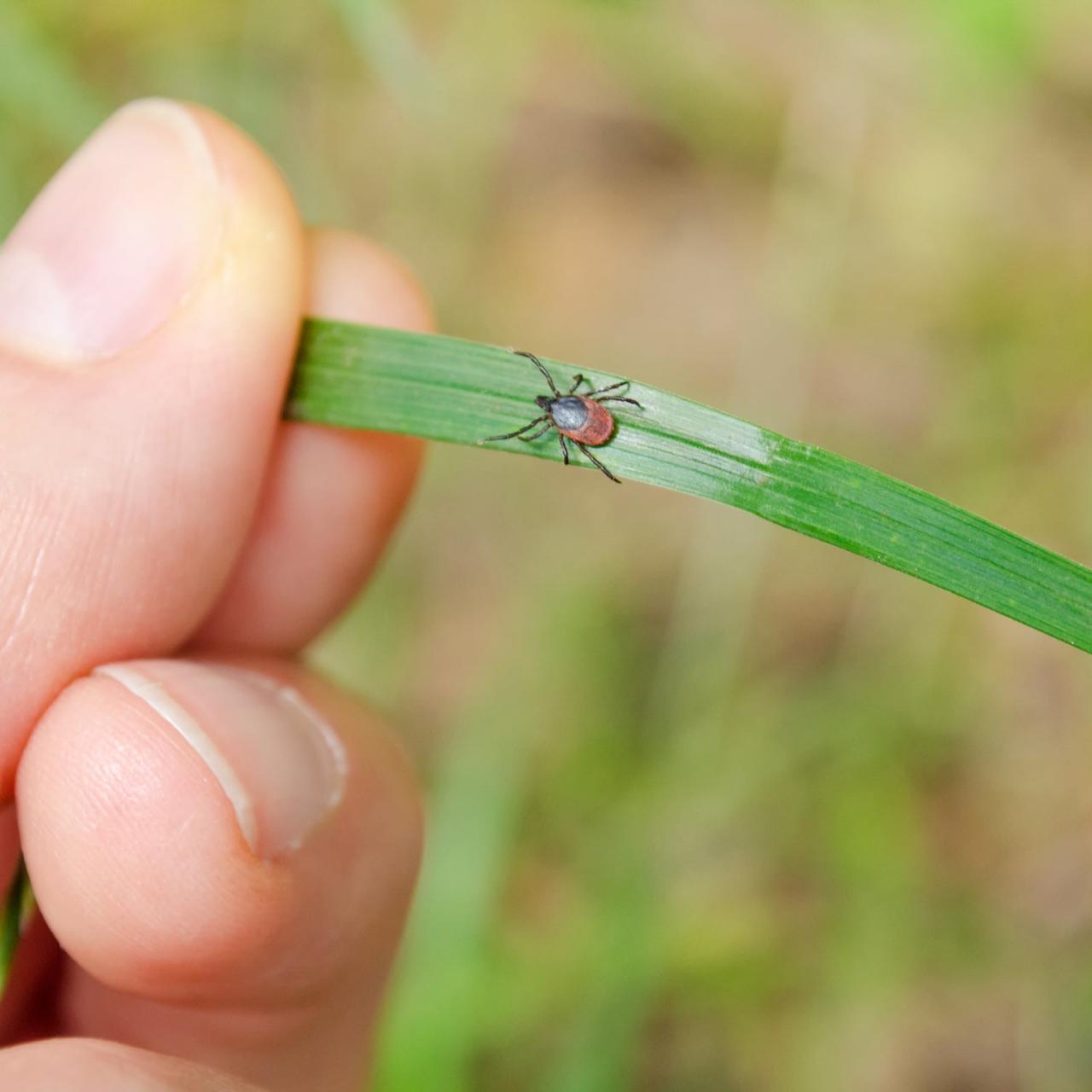 Lyme disease conspiracy