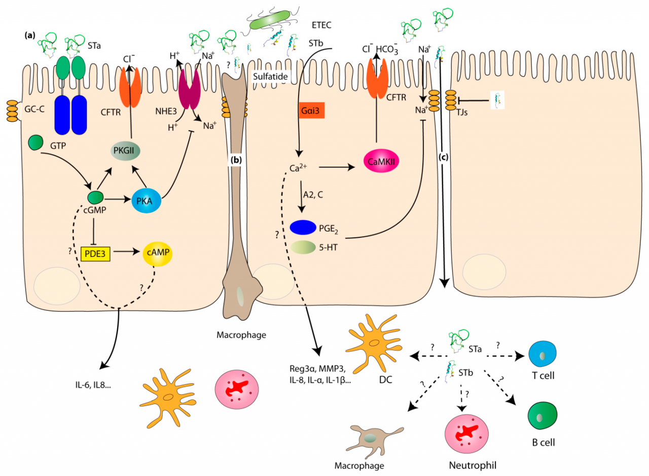 Enterotoxigenic e coli