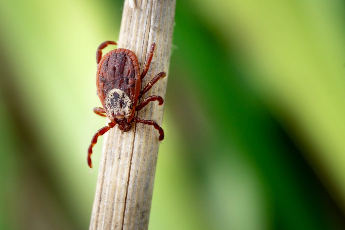 Wood tick vs deer tick